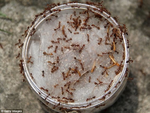 令人毛骨悚然的健康食物:印尼蚂蚁卵探秘